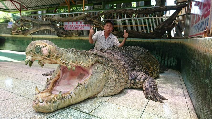 新澳天天开奖资料大全600TK和在动物园偷拽老虎毛与在动物园偷拽老虎毛毛